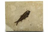 Detailed Fossil Fish (Knightia) - Wyoming #327810-1